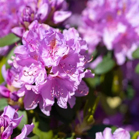 Seestern Seestern B ザンクト・ペーター・オルディング