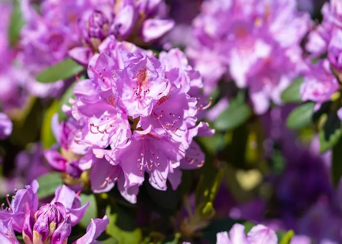 Seestern Seestern B Böhl